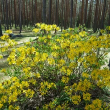 Marjasoo talu rodoaias on sada rododendronipõõsast, enamik taimi peremehe enda paljundatud