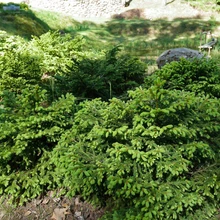 Maja ette on istutatud kääbuskuused