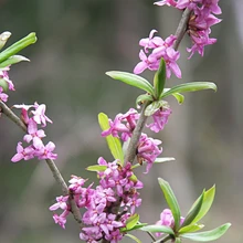 Näsiniine viljade söömisel võib lõpuks teadvuse kaotada.