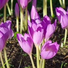Ühed mürgisemad aiataimed on sügislilled.