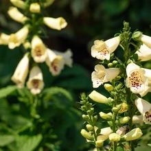 Sõrmkübarad sisaldavad mürgiseid südant kahjustavaid glükosiide.