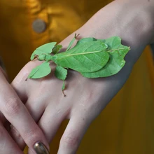 Vaarikalehtedega maiustav lehtritsikas Lääne Malaisiast.