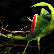 Taimetoiduline raagritsikas on sinakasroheline nagu eukalüptilehedki.