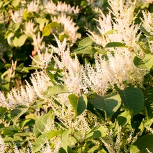 Sahhalini kirburohi.