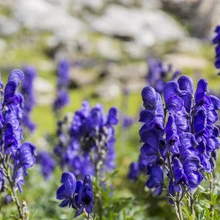 Ainuüksi sinise käokinga murdmine võib põhjustada mürgistuse.