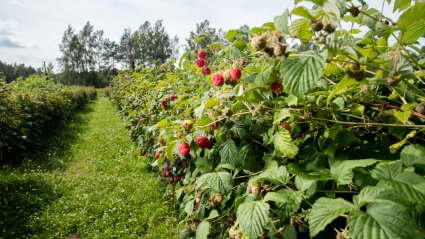 Rooside Valik Ja Hooldus: 20+ Väärt Nõuannet Aiapidajale | Kodus.ee